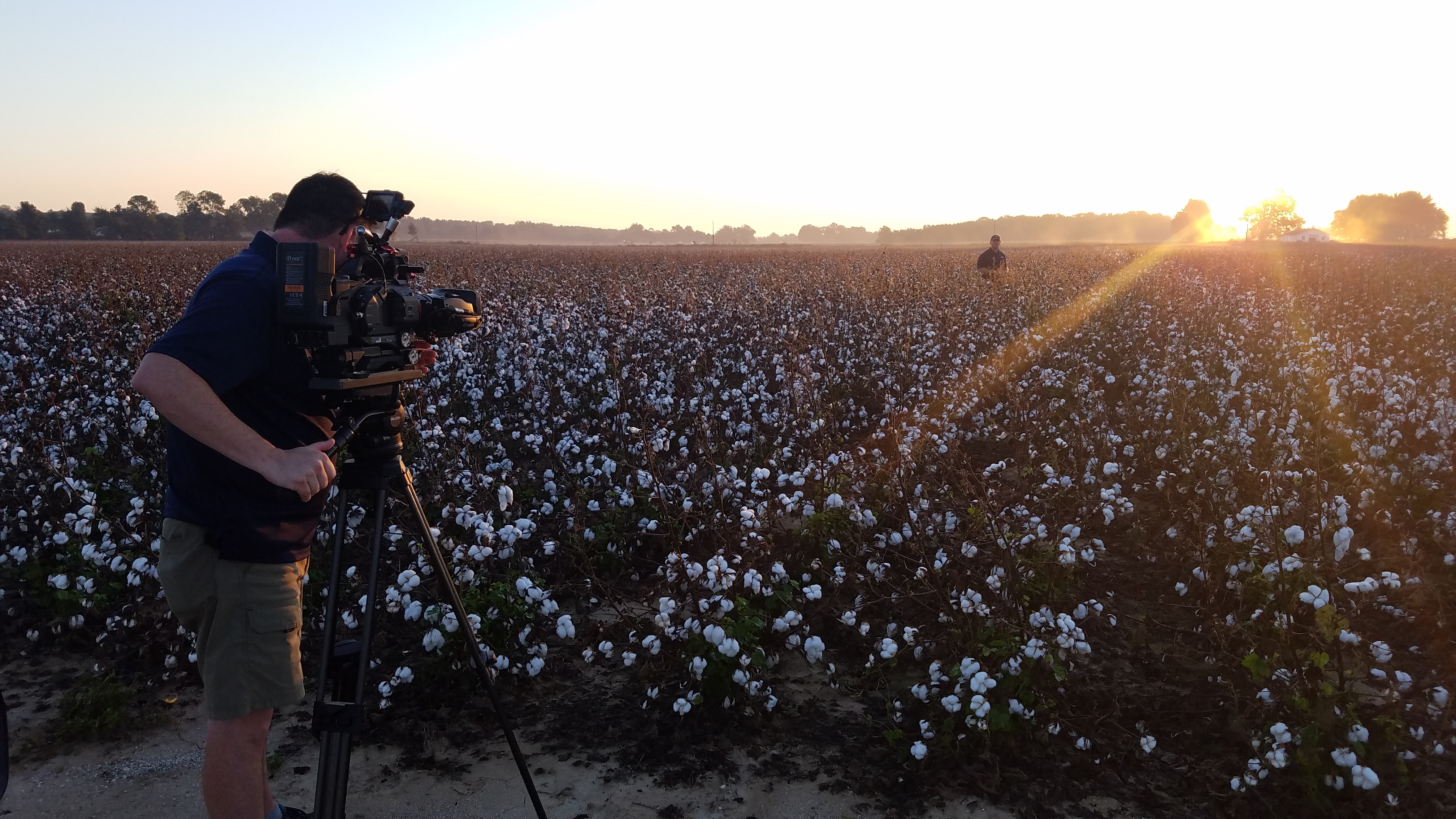 BASF Crop Protection - Arkansas Cotton Field